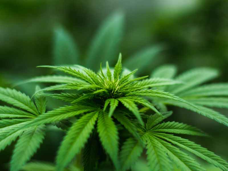 shallow focus photography of cannabis plant